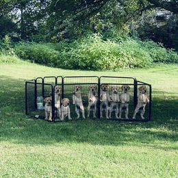 Labrador Retriever Puppies from One Willow Labradors