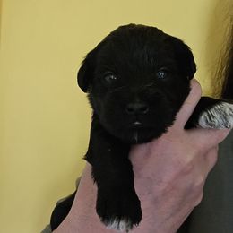 Boy 2 - Black male Miniature Schnauzer puppy in Hickory, North Carolina from Selene's Schnauzers
