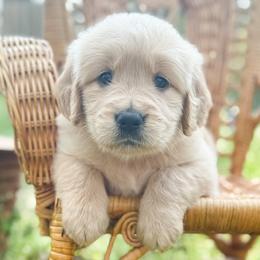 Love Story - Golden female Golden Retriever puppy in Commerce, Georgia from Chirping Meadows Goldens