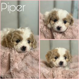 Piper - Blenheim female Cavachon puppy in Smoot, Wyoming from Designer Mountain Mutts