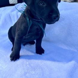 Patterdale Terrier Puppies from Patterdales For You!