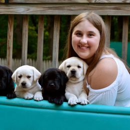 Jack Russell Terrier and Labrador Retriever Puppies from Will O Moor