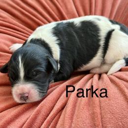 Girl 2 - female Bernedoodle puppy in Russellville, Arkansas from Crossgate Doodles