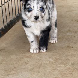 Winona - Blue merle Australian Shepherd puppy in Mineral Wells, Texas from A6 Australian Shepards