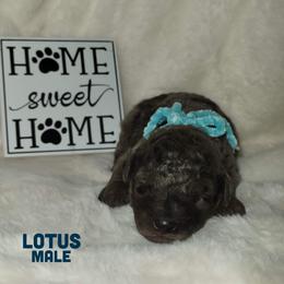 Lotus - Merle male Goldendoodle puppy in Beecher, Illinois from Erica’s Doodles