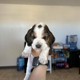 Girl 3 - Black brown and white female Basset Hound puppy in Las Animas, Colorado from J&D Dachsies