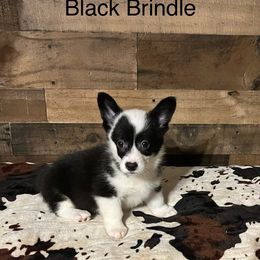 Girl 3 - female American Corgi puppy in Plattsmouth, Nebraska from Moonlit Ranch