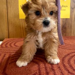 Girl 1 - Tan female Yorkshire Terrier puppy in Bear Creek, North Carolina from Yorkie Time