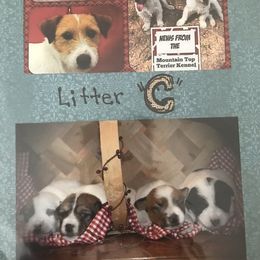 Beagle, Jack Russell Terrier, and Russell Terrier Puppies from Mountain Top