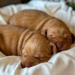 Bailey - Golden rust female Vizsla puppy in Clemons, Iowa from Kaylee’s Vizslas