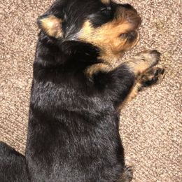 Rottweiler Puppies from Bronx Von Bridges Rottweilers