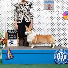 Bugatti - Pembroke Welsh Corgi