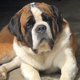 Barnabas - Saint Bernard
