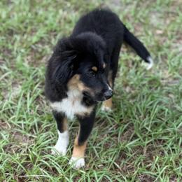 Red - Black tri male Miniature Australian Shepherd puppy in 32046, Florida from River Hill Ranch