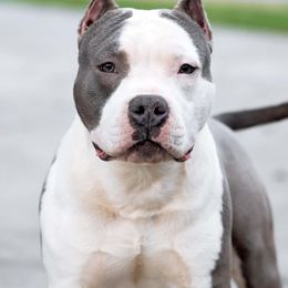 Gamble - American Staffordshire Terrier