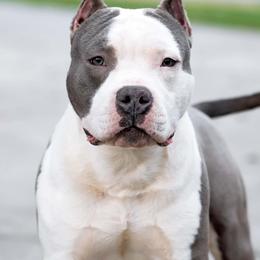 Gamble - American Staffordshire Terrier