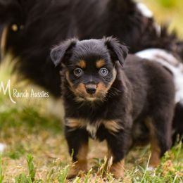 Purex - Black Toy Australian Shepherd puppy in Checotah, Oklahoma from CM Ranch Aussies