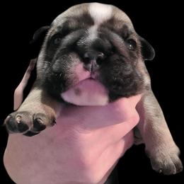 Girl 1 - Chocolate tri-color female Bulldog puppy in Fort Gaines, Georgia from Carrie's Bulldogs