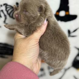 ARMANI - Lavender male Pomeranian puppy in Kingwood, Texas from Treasured Jewels Pomeranians