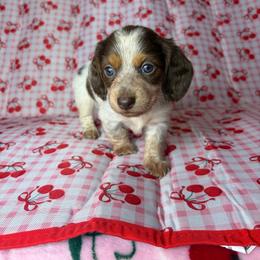 Angelica - Piebald female Dachshund puppy in Lake City, Florida from My Ditzy Doxies of Florida