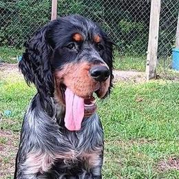 English Springer Spaniel All Grown Up from Folly Beach English Springer Spaniels
