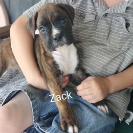 Zack - Brindle male Boxer puppy in Newville, Pennsylvania from Zimmerman's Pets