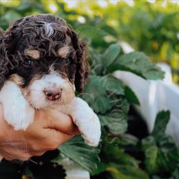Cockapoo Puppies from Big Sky Cockapoos