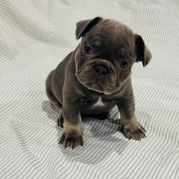 Lavender Female - Blue female French Bulldog puppy in Republic, Missouri from Ritchie’s Frenchies