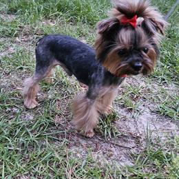 Chupa - Yorkshire Terrier