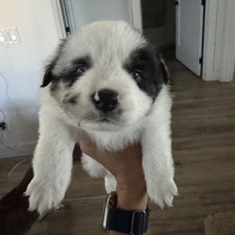 Miniature American Shepherd Puppies from Moonlight Trail Aussies