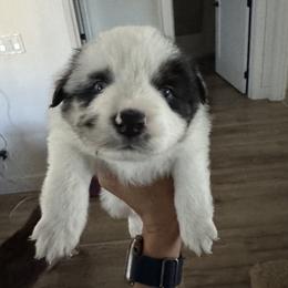 Miniature American Shepherd Puppies from Moonlight Trail Aussies