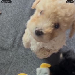 Blondie - Apricot male Poodle puppy in Elverta, California from Silveracepoodles