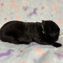 Green Collar R - Black male Cane Corso puppy in Paris, Texas from Knucklehead Cane Corso
