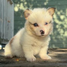 Avalanche (green) fluffy - Fawn and white male American Corgi puppy in East Oakdale, California from Rhettro Kennels