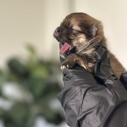 Pomeranian Puppies from Polina's Poms