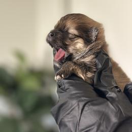 Pomeranian Puppies from Polina's Poms