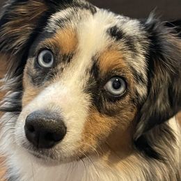Zira - Toy Australian Shepherd