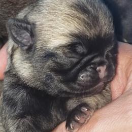 Pug Puppies from Carla's Pugs