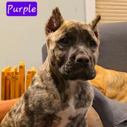 Purple Collar - Tiger female Perro de Presa Canario puppy in Pocahontas, Illinois from Cabeza Grande Kennel