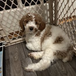 Poodle Puppies from Poodles of New England