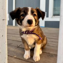 Penne - Saddleback sable female Border Collie puppy in Lodi, California from R3 Sport Dogs (R3 Goldens/ R3 Border Collies)