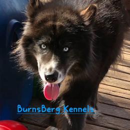 Journee - Siberian Husky