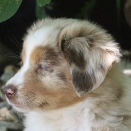 Border Collie, English Setter, and Miniature American Shepherd Puppies from First Harmony Farms