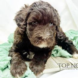 Lydia - Brown and white female Portuguese Water Dog puppy in Asheville, North Carolina from Top Notch Portuguese Water Dogs