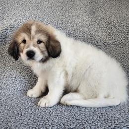 Koda - heavily badgered - White and badger male Great Pyrenees puppy in Monmouth, Maine from Flewelling Great Pyrenees
