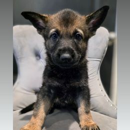 Silver - Sable female German Shepherd puppy in Maricopa, Arizona from Royalty German Shepherds