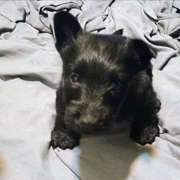 Blk Female 3 - Black female Scottish Terrier puppy in Smiths Grove, Kentucky from Moore's We Little Farm AKC Scotties
