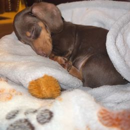 Dachshund Puppies from A&M's Dachshunds