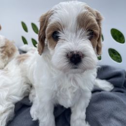 Cavapoo Puppies from Ellas.Pups