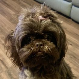 Mia - Shih Tzu